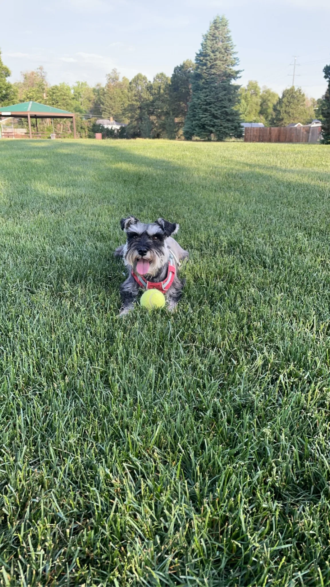 Mia, a small gray dog, lying in grass with a tennis ball