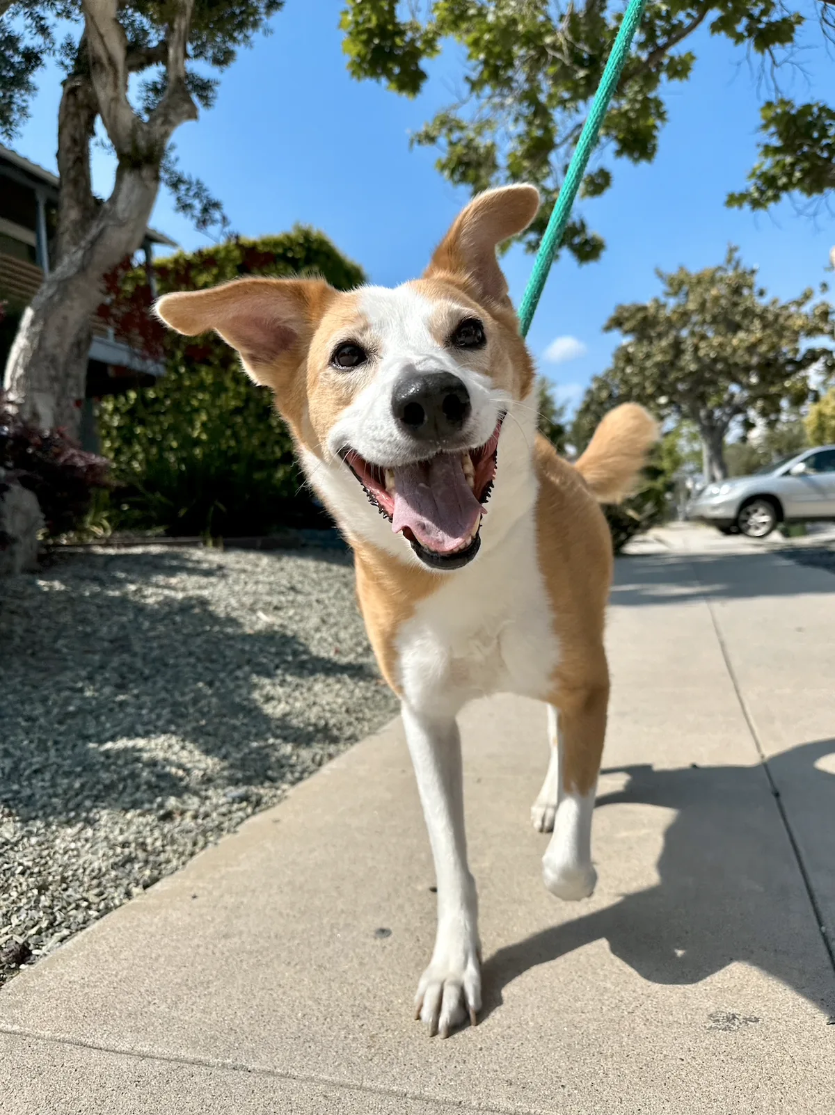 Harlow, a tan and white dog, smiling on a sunny sidewalk