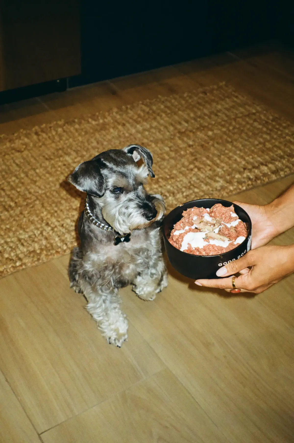 Bojangles eating a Raw Dawg meal